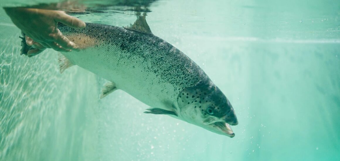 USA Raised Salmon