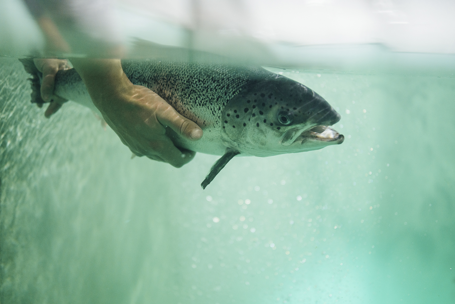 Atlantic Sapphire-68-WEB